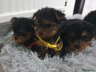 Yorkshire Terrier dogs - Advert 5