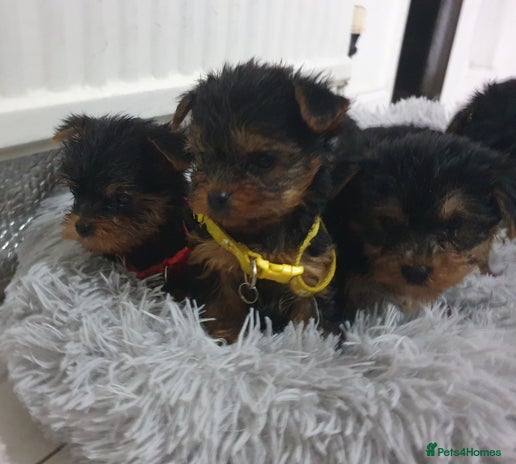 Yorkshire Terrier dogs - Advert 3