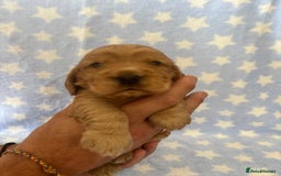 Cocker Spaniel dogs for sale: KC Reg show Type Cocker Spaniels VILLASPANIOL sire - Image 11