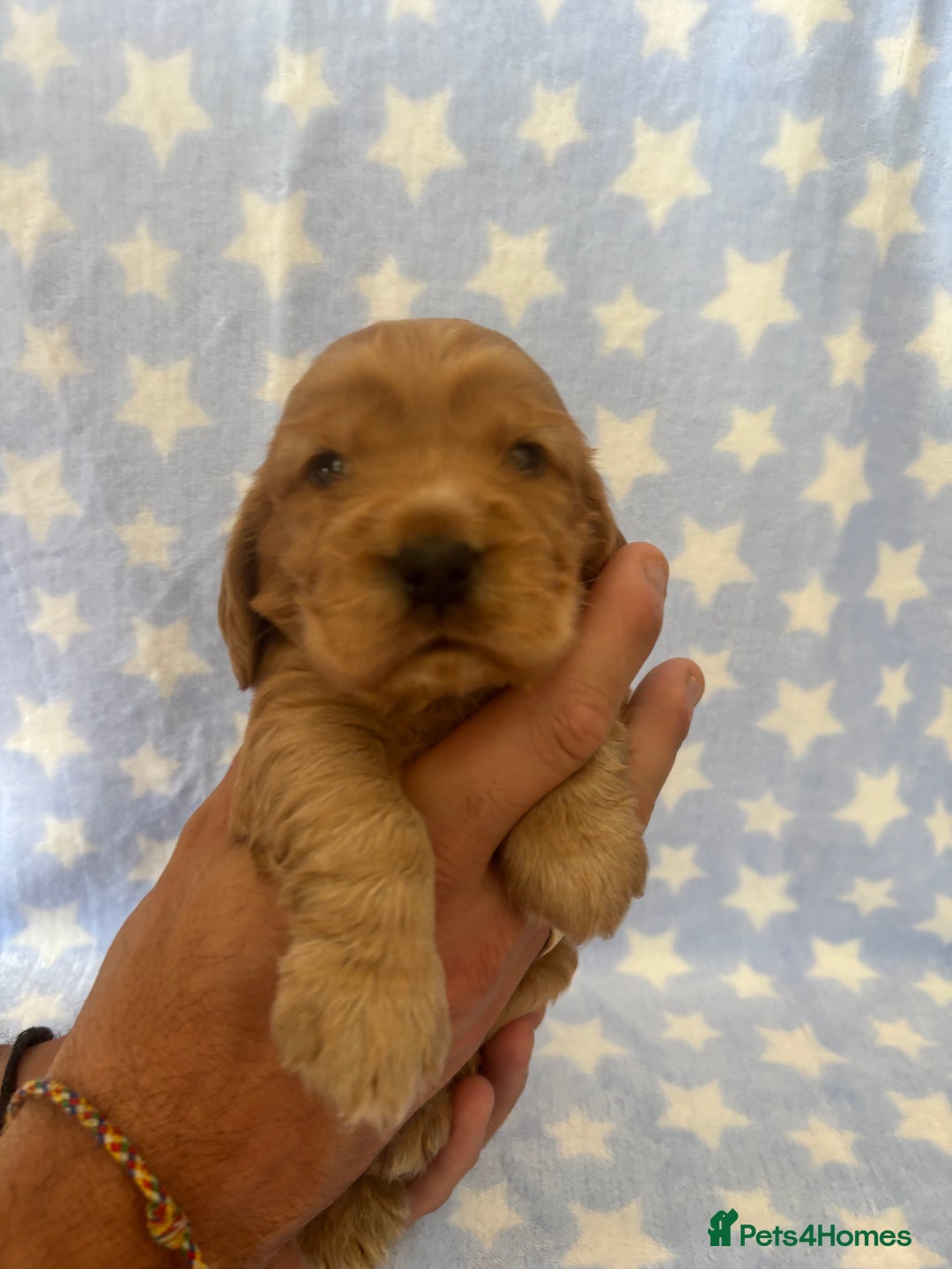 Cocker Spaniel dogs for sale: KC Reg show Type Cocker Spaniels VILLASPANIOL sire - Image 11