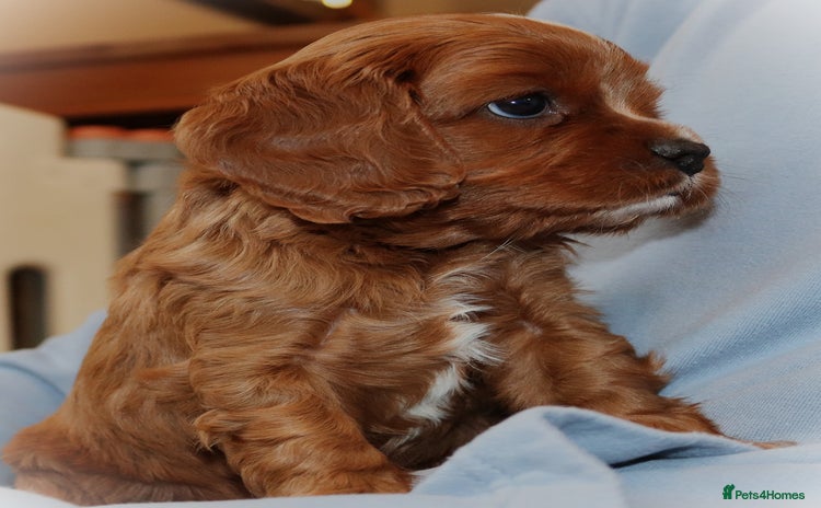 Cavapoo dogs - Advert 1