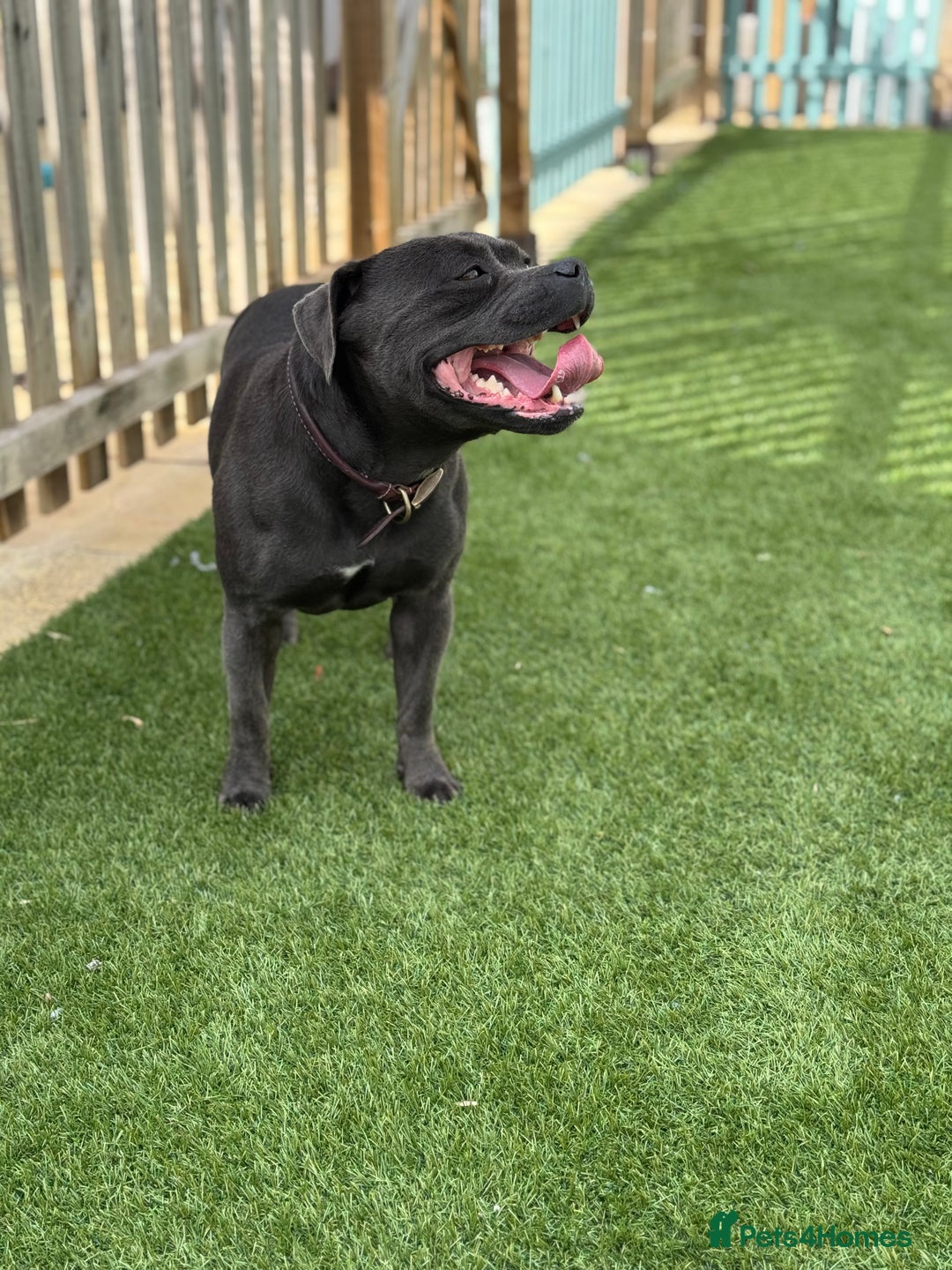 Staffordshire Bull Terrier dogs for sale: BLUE STAFFORDSHIRE BULL TERRIER BITCH  - Advert 8