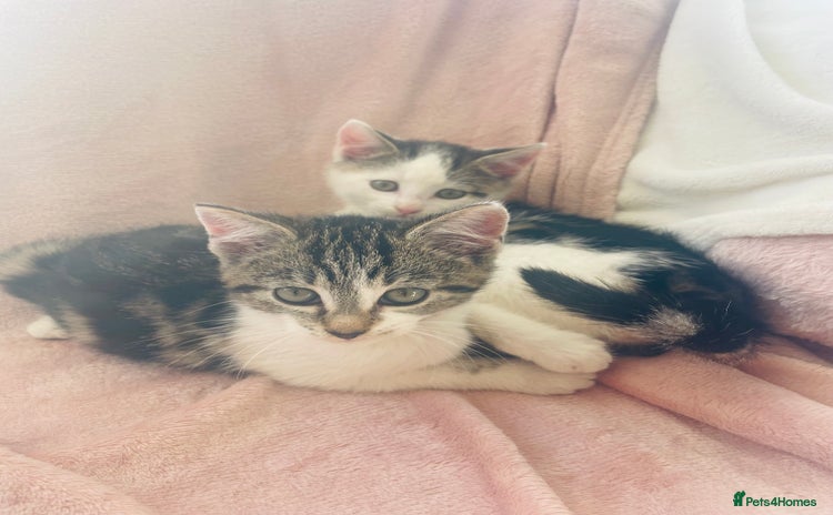 Mixed Breed cats - Advert 2