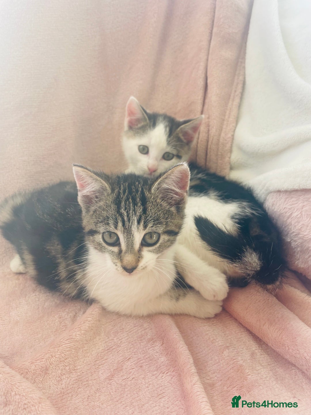 Mixed Breed cats for sale: 2 Beautiful Boys For Sale  - Image 1