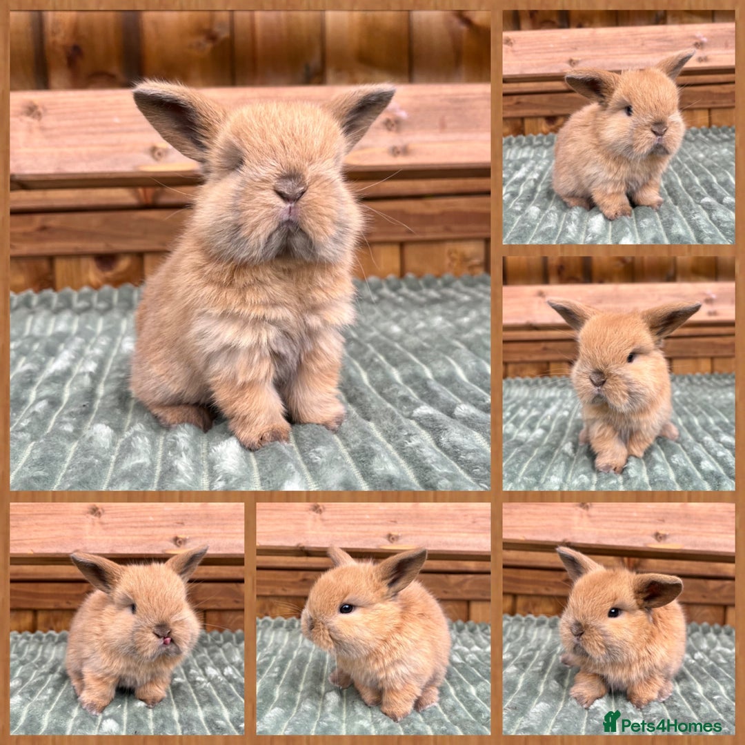 Mini Lop rabbits for sale: Mini Lop Baby Buns 🌸 TWO REMAINING! - Image 2
