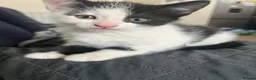 Mixed Breed cats for sale: 2 kittens for sale - Advert 7