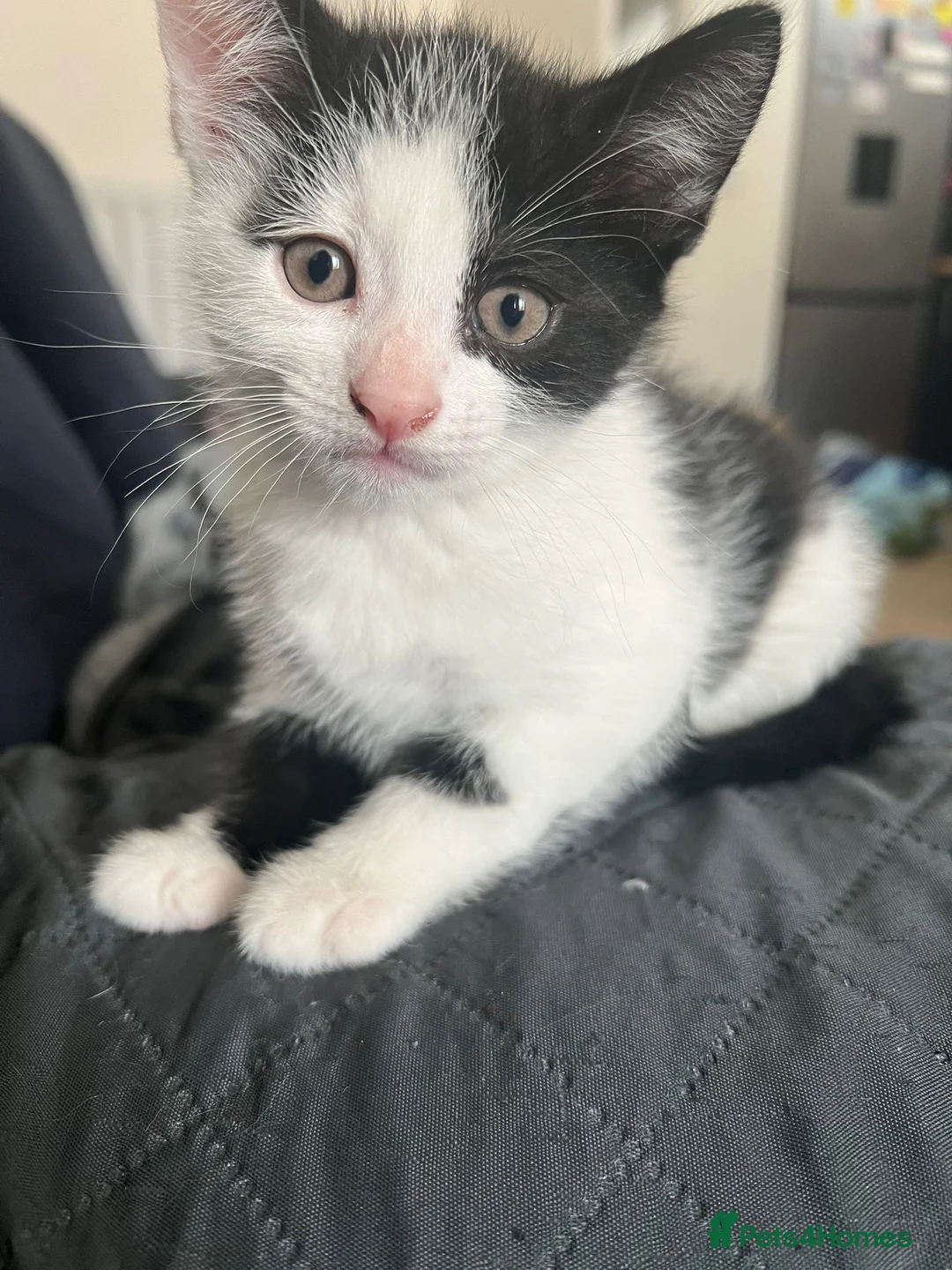 Mixed Breed cats for sale: 2 kittens for sale - Advert 7