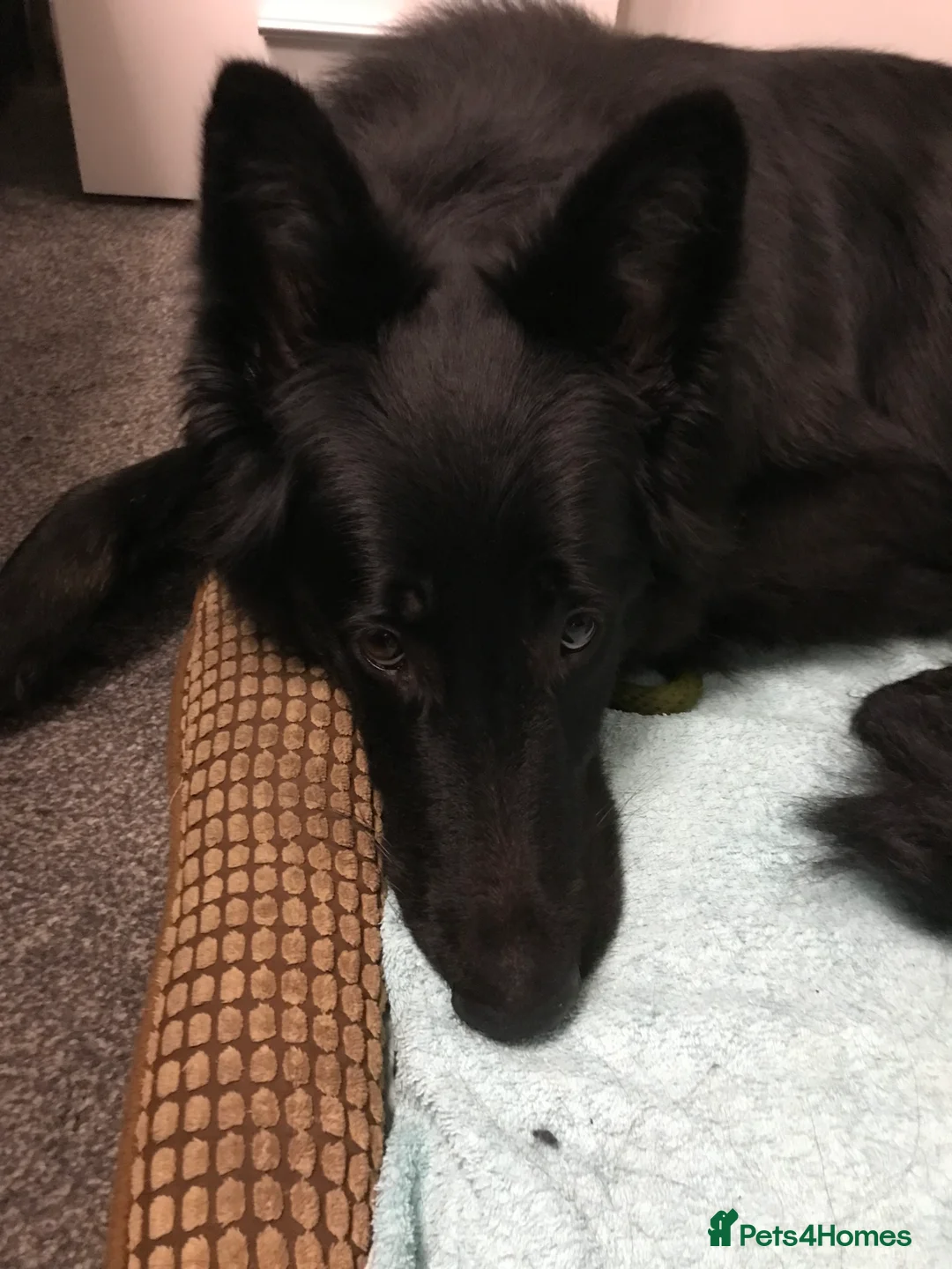 German Shepherd dogs for sale: Molly - Advert 5