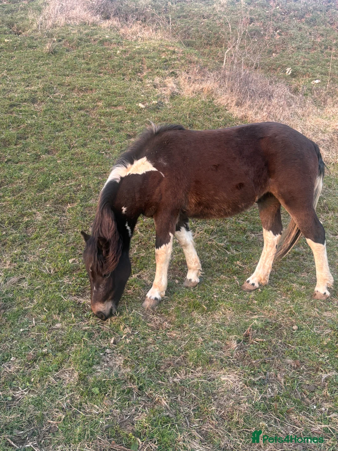Dartmoor horses for sale: Handsome, well handled 2 year old gelding - Advert 2