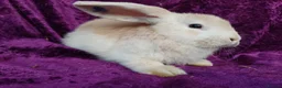 Mini Lion Lop rabbits for sale: Mini lion head lop  - Advert 23
