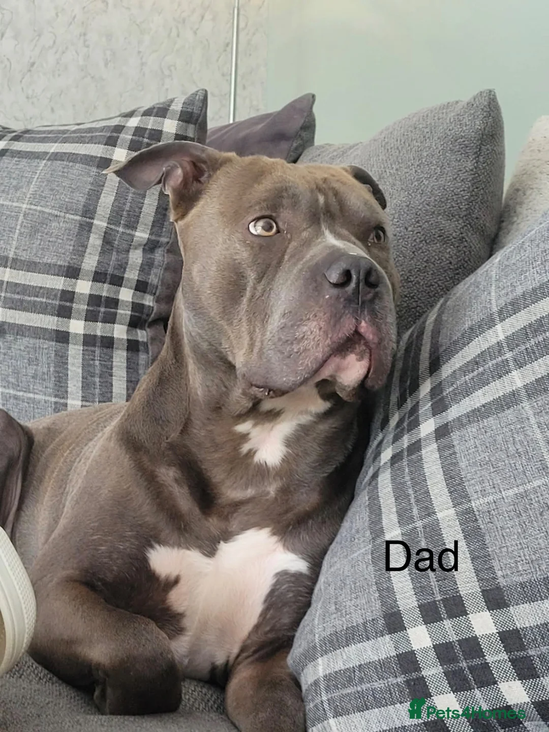 Mixed Breed dogs for sale: Bullkita puppies  in Stockport - Advert 7
