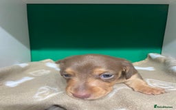 Dachshund dogs for sale: 3 beautiful/stunning dachshund puppies   - Advert 6