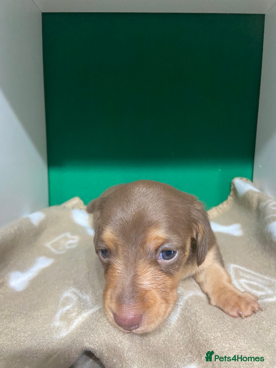 Dachshund dogs for sale: 3 beautiful/stunning dachshund puppies   - Advert 6