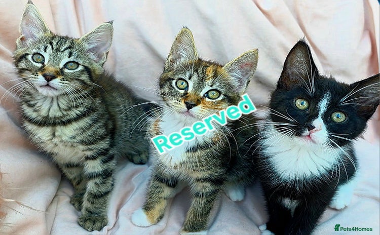 Mixed Breed cats - Advert 11