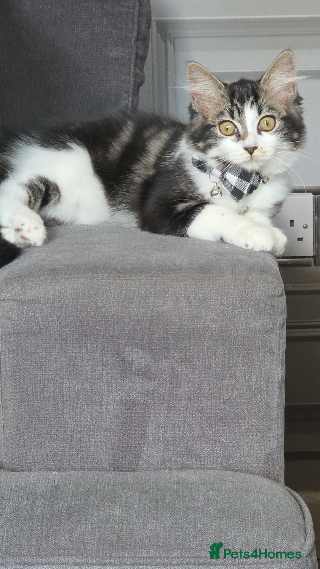 Ragdoll cats for sale: 21 Week Old Ragdoll X Tabby Cat with everything - Advert 6