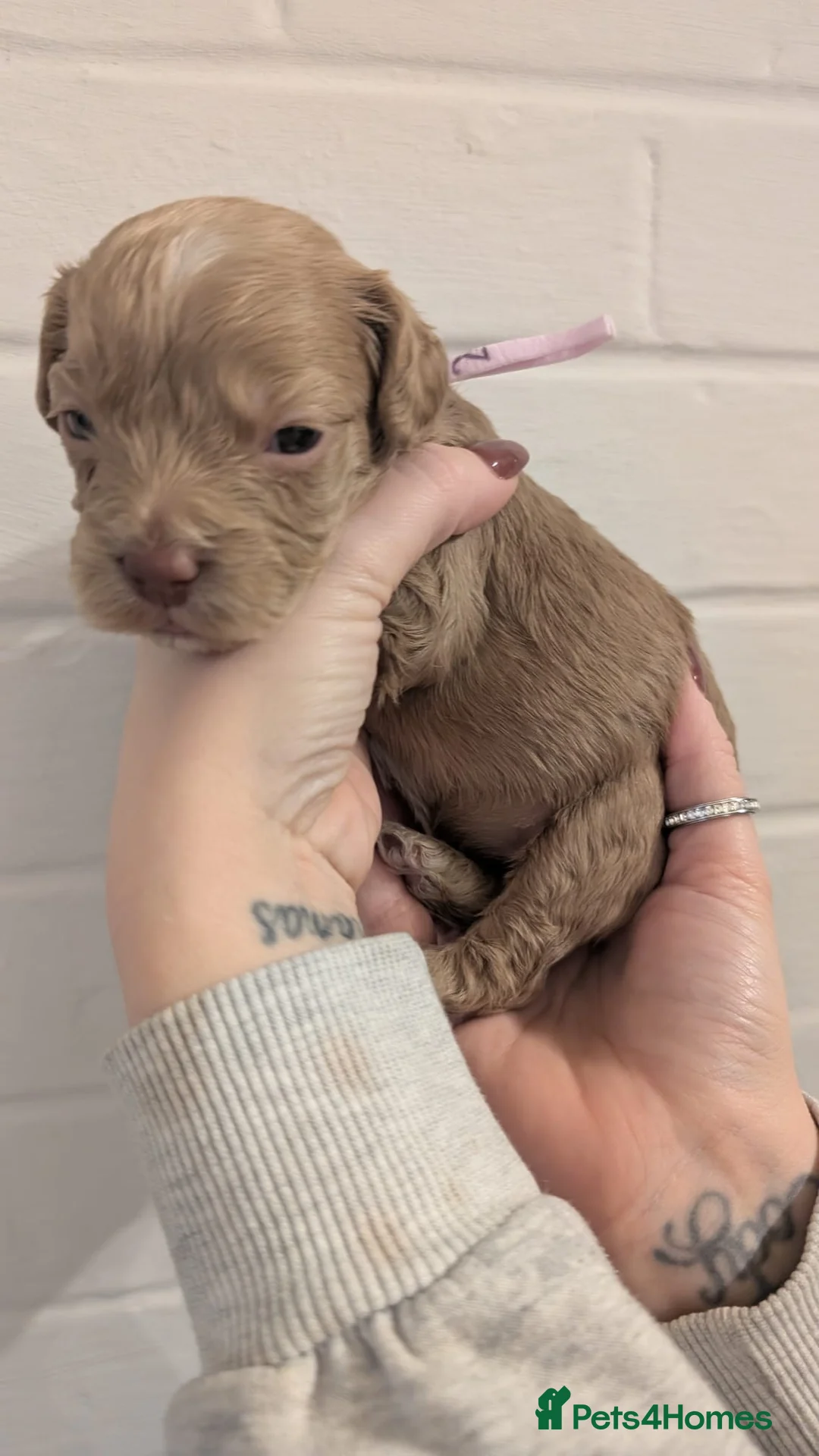 Cockapoo dogs for sale: Cockapoo puppies - Advert 28