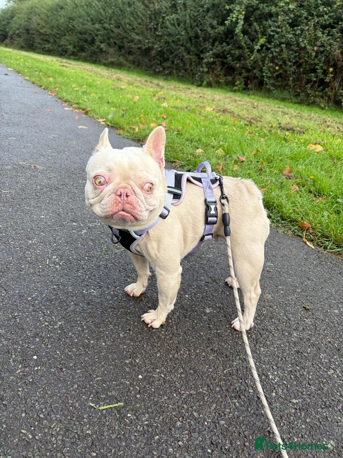 Mixed Breed dogs ❤️🐶 HOPE – A UNIQUE LITTLE FRENCHIE - Advert 2