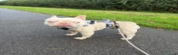 Mixed Breed dogs for adoption: ❤️🐶 HOPE – A UNIQUE LITTLE FRENCHIE - Advert 1