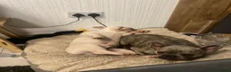 French Bulldog dogs for sale: Platinum Frenchie boy  in Prenton - Advert 8