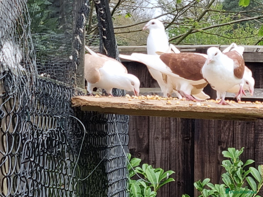 Pigeons birds for sale: sadleback hommers for sale - Advert 22