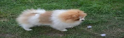 Pomeranian dogs for sale: PACO - Beautiful Pomeranian Boy - Advert 24