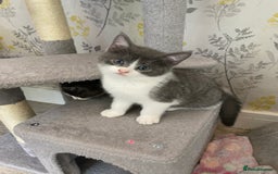 British Shorthair cats for sale: British short hair x tabby kittens  - Image 13