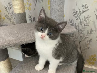 British Shorthair cats - Advert 32