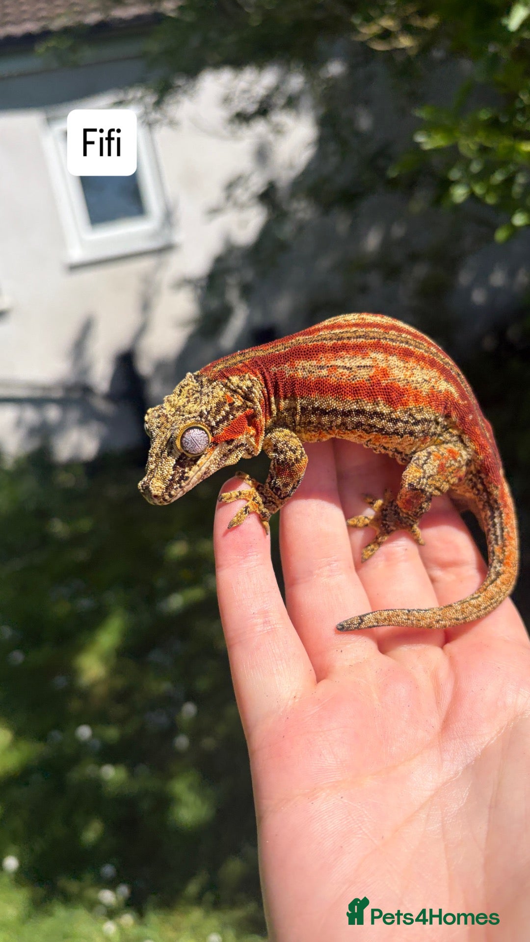 Gecko reptiles Proven Female red stripe gargoyle - Advert 1