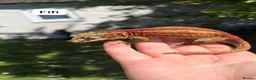 Gecko reptiles for sale: Proven Female red stripe gargoyle - Advert 1
