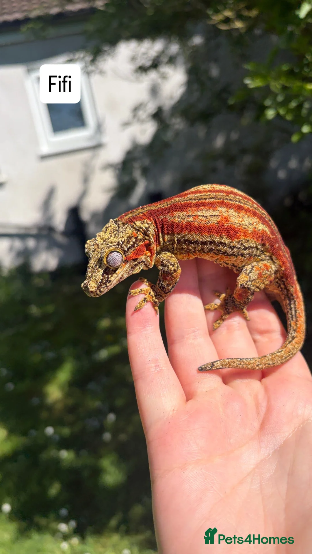 Gecko reptiles for sale: Proven Female red stripe gargoyle - Advert 1