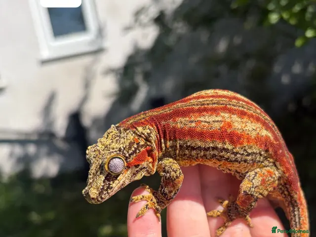 Gecko reptiles for sale: Proven Female red stripe gargoyle - Advert 1