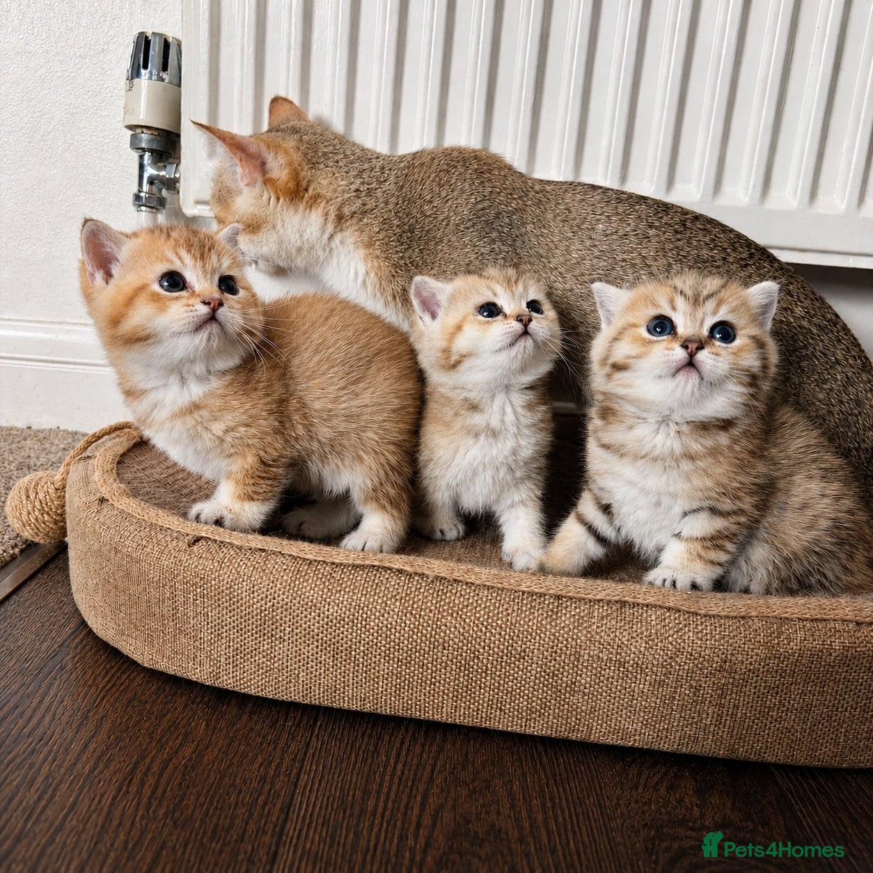 British Shorthair cats 🌟 Exceptional GCCF Register BSH Golden Kittens 🌟 - Advert 1