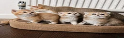 British Shorthair cats for sale: 🌟 Exceptional GCCF Register BSH Golden Kittens 🌟 - Advert 1