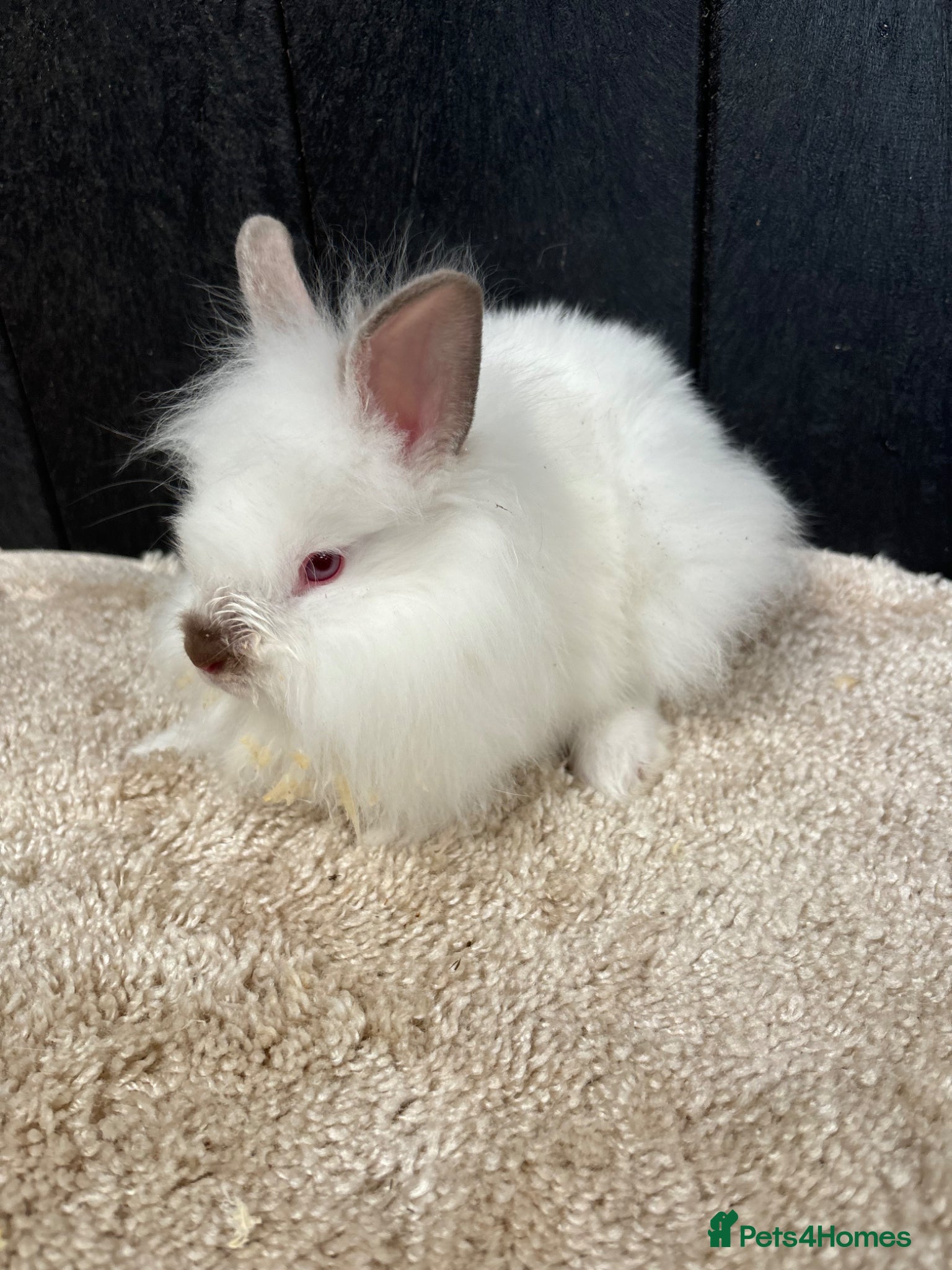 Mini Lop rabbits Stunning bunnies - Advert 1