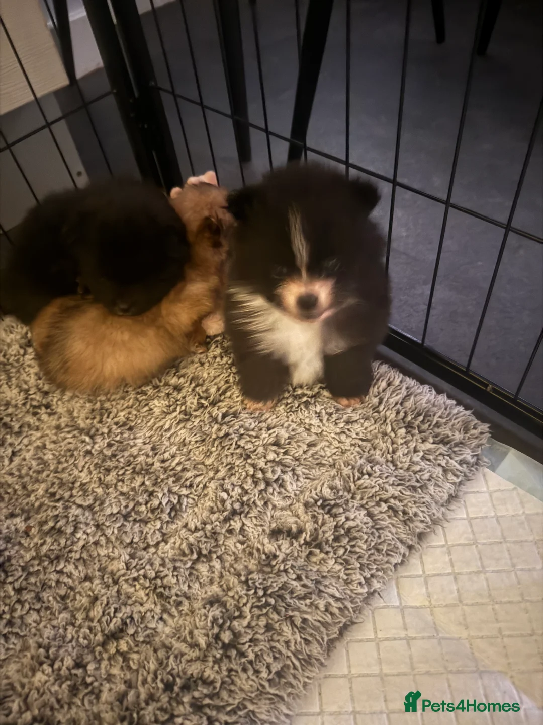 Pomeranian dogs for sale: X2 Pomeranian boys  - Advert 2