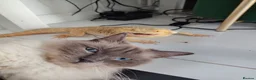 Mixed Breed cats for sale: Ragdoll cross  - Advert 4