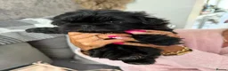 Shih Tzu dogs for sale: Shihtzu babies - Advert 18