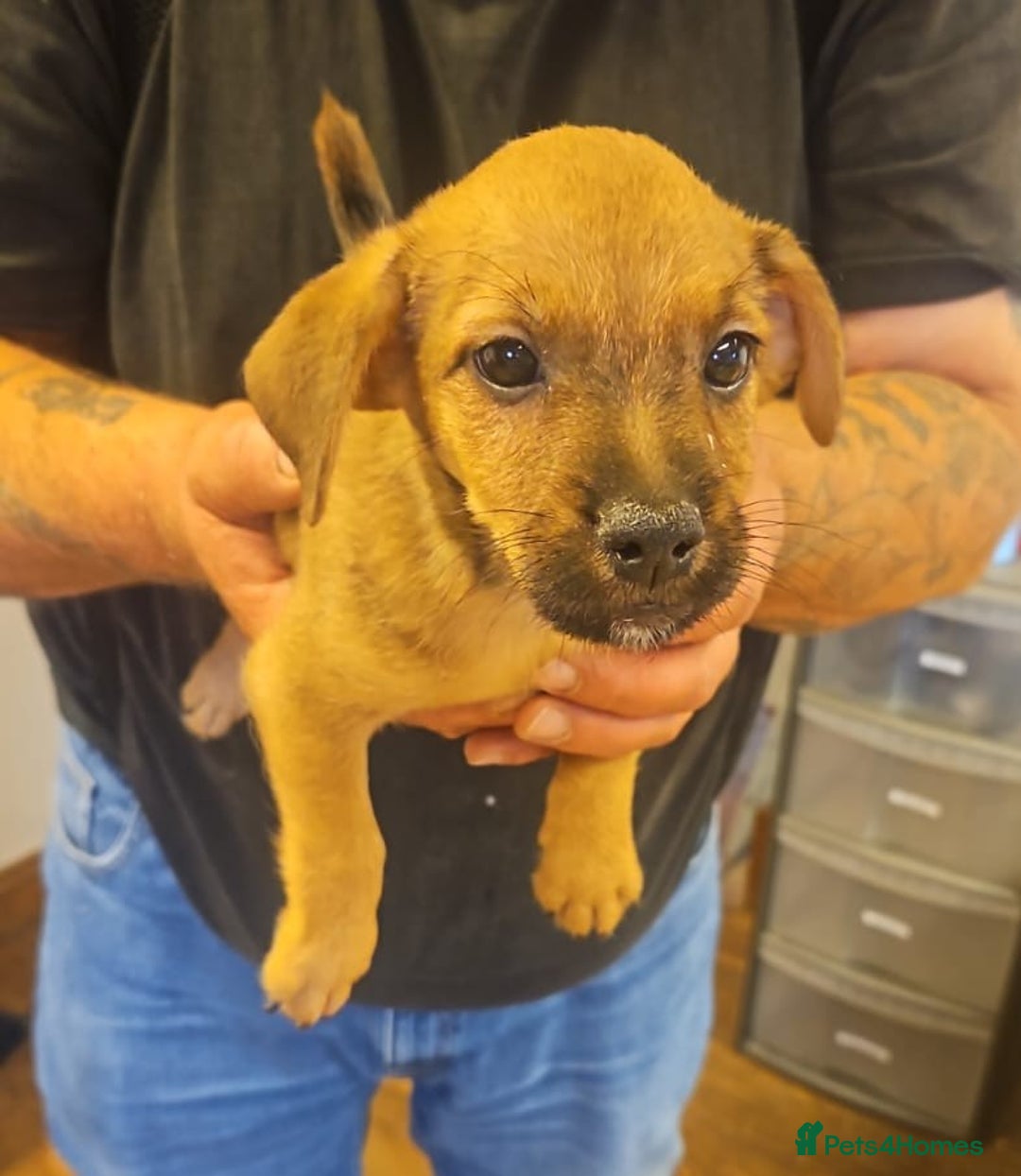 Mixed Breed dogs for sale: Boarder terrier x jack Russell  - Image 4