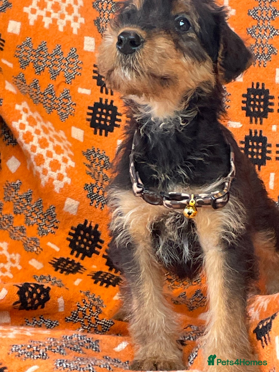 Airedale Terrier dogs for sale: Kc Airedale Terrier  - Advert 9