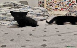 Mixed Breed cats for sale: 3 kittens, ready to leave on nov 25 - Advert 7