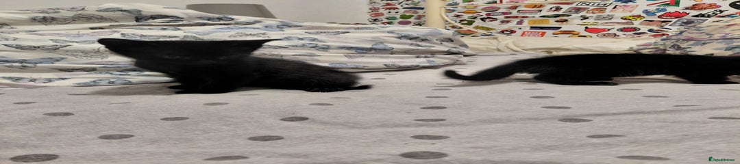 Mixed Breed Kitten 3