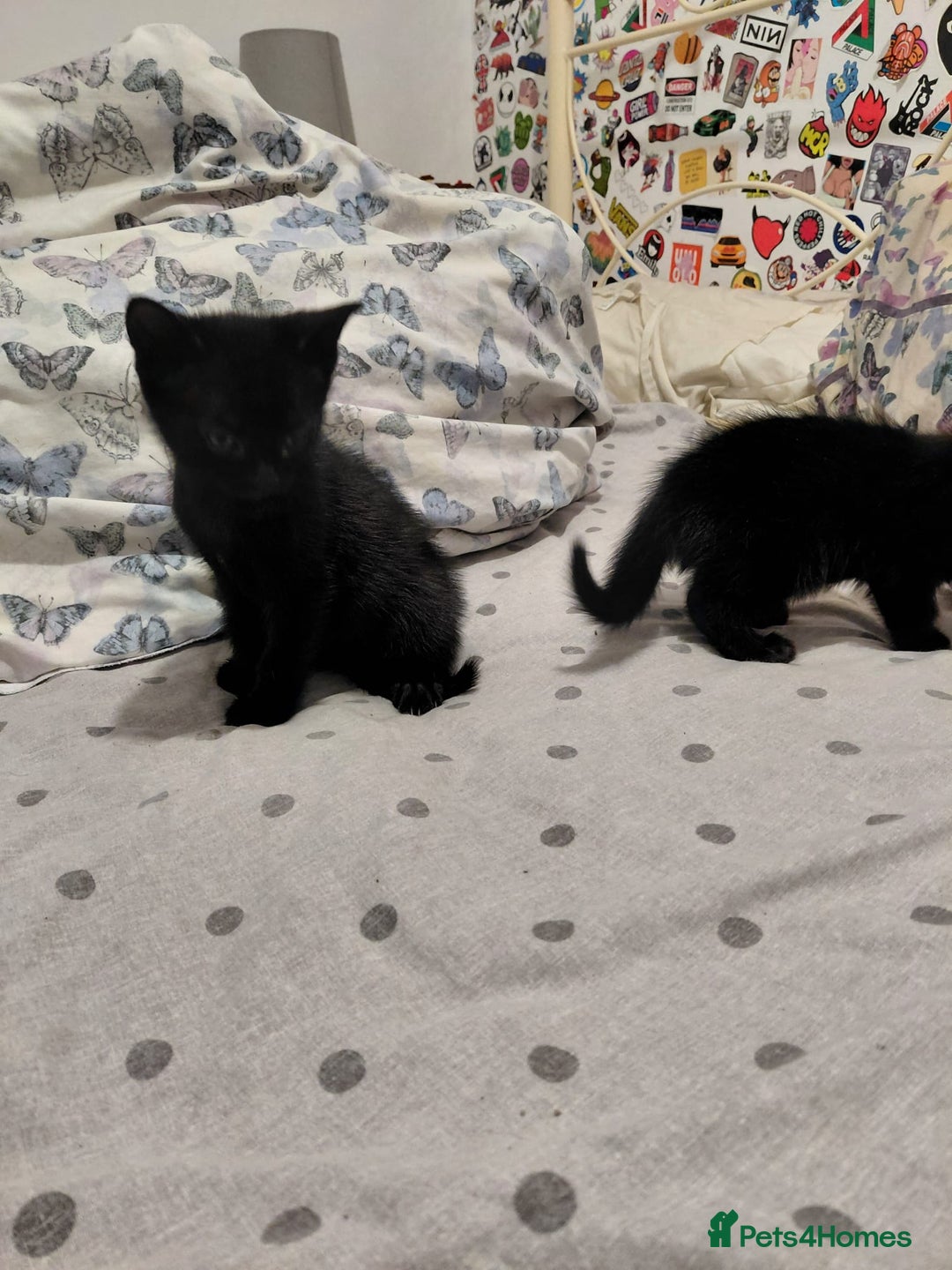 Mixed Breed cats for sale: 3 kittens, ready to leave on nov 25 - Advert 7