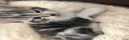 Mixed Breed cats for sale: 5 kittens- 2 boys and 3 girls - Advert 8