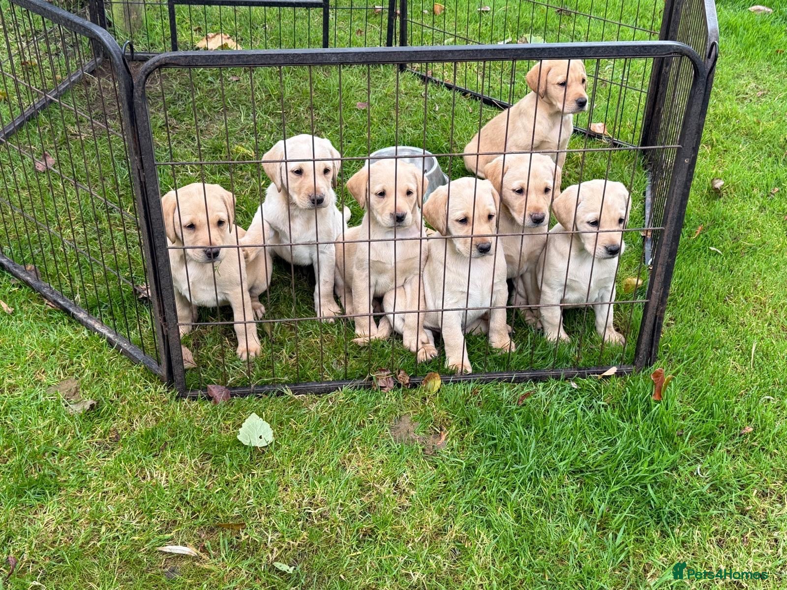 Labrador Retriever dogs Exceptionally Well Bred Yellow Labradors - Advert 1