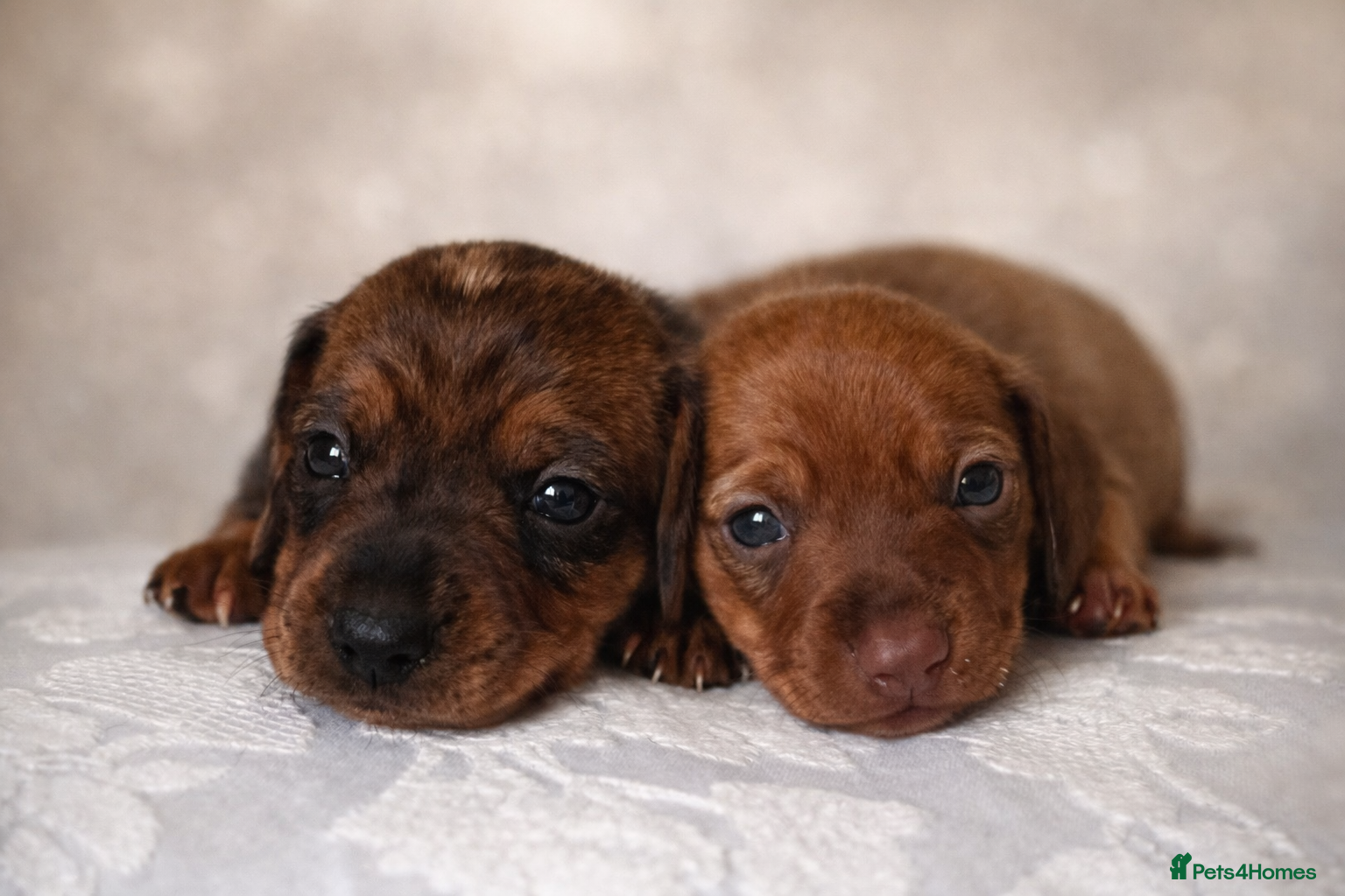 Miniature Dachshund dogs KC miniature dachshunds brindle /dapple  - Advert 3