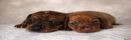 Miniature Dachshund dogs for sale: KC miniature dachshunds brindle /dapple  - Advert 1