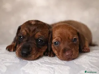 Miniature Dachshund dogs KC miniature dachshunds brindle /dapple - Advert 3