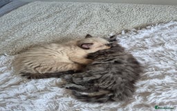 Ragdoll cats for sale: Gorgeous part ragdolls looking for loving homes! - Image 23
