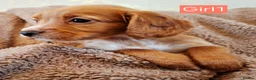 Cocker Spaniel dogs for sale: Beautiful litter of 7 Pedigree Cocker Spaniels in Doncaster - Advert 11