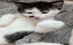 Domestic Shorthair cats for sale: Domestic Shorthair Female Kitten Available Now in Salisbury - Image 5